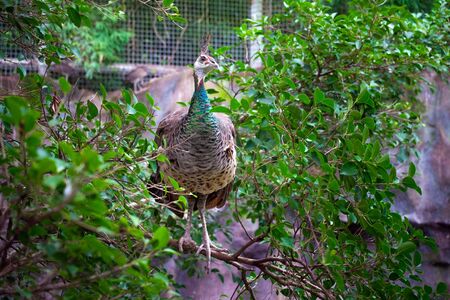 portrait of peacock in natureの写真素材