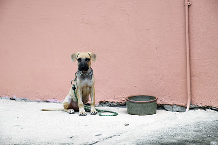lovely puppy sitting aloneの写真素材