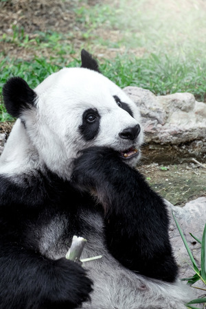 Lovely panda eating bambooの写真素材