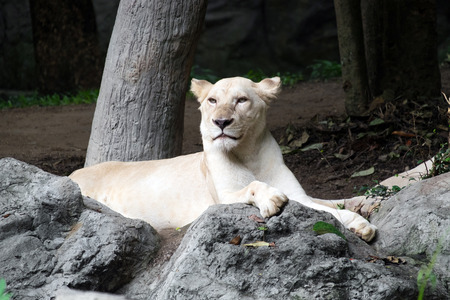 Female white lion lying on the rockの写真素材