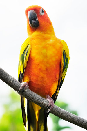 Lovely Sun Conure parrot on the branch