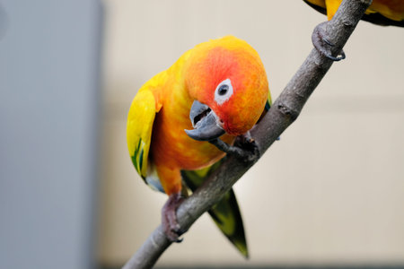 Lovely Sun Conure parrot on the branch