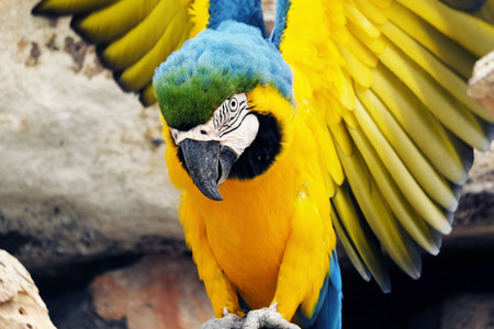 Portrait of blue and gold macaw parrotの写真素材