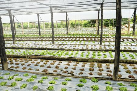 organic and fresh vegetable gardenの写真素材