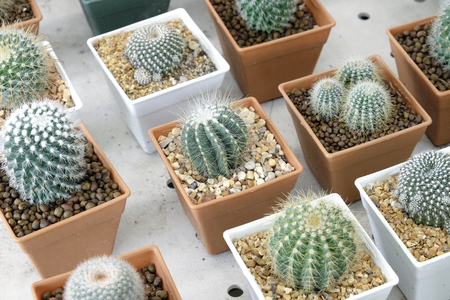 Variety of small beautiful cactus in the potの写真素材
