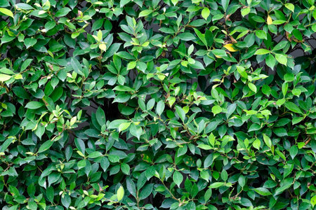 Green leaves texture plane perpendicular shooting