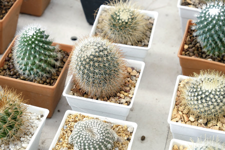 Variety of small beautiful cactus in the potの写真素材