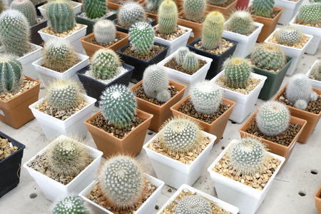 Variety of small beautiful cactus in the potの写真素材