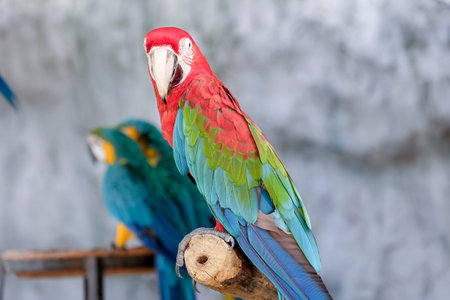 Cute macaw parrot on the perch