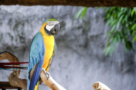 Cute macaw parrot on the perchの写真素材