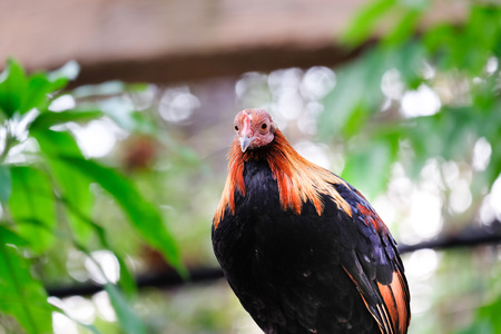 Beautiful chicken on the branchの写真素材