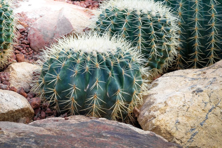 Cactus with sharp thorn