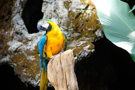 Cute blue and gold macaw in tropical forestの写真素材
