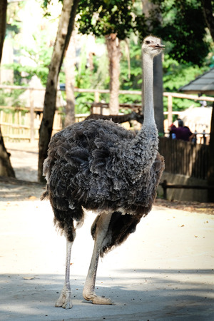 Portrait of ostrichの写真素材
