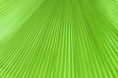Texture of palm leafの写真素材
