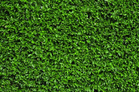 Beautiful fresh green leaves textureの写真素材