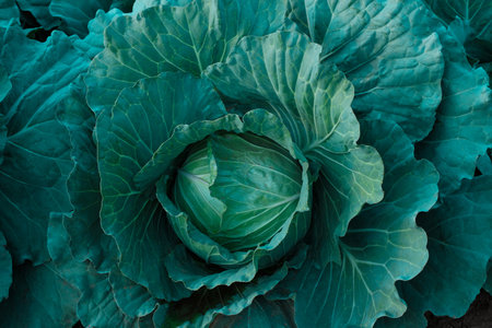 Cabbage growing in the vegetable farmの写真素材