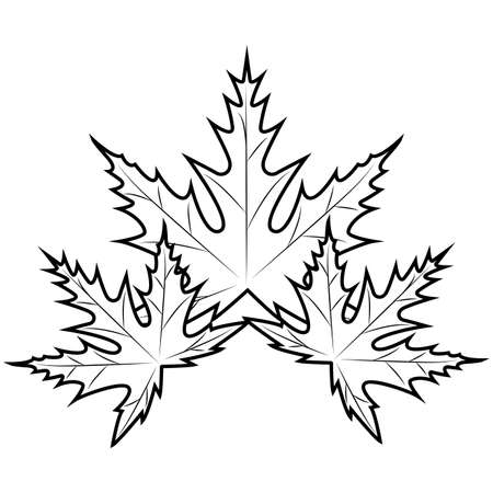 Maple leaf outline on a white backgroundのイラスト素材
