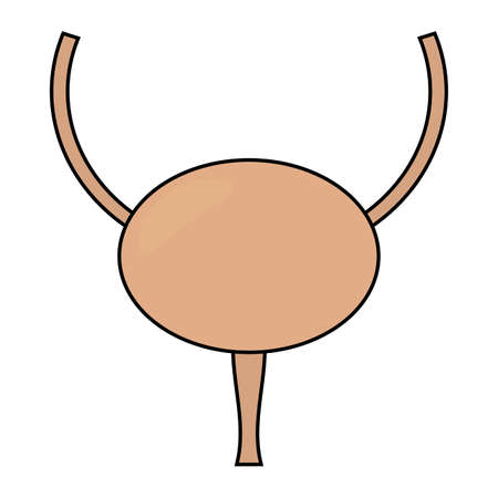 abstract human bladder on a white background, vector illustration designのイラスト素材