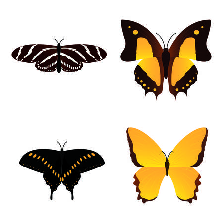 top view of a beautiful butterfly on a white background, vector illustration designのイラスト素材