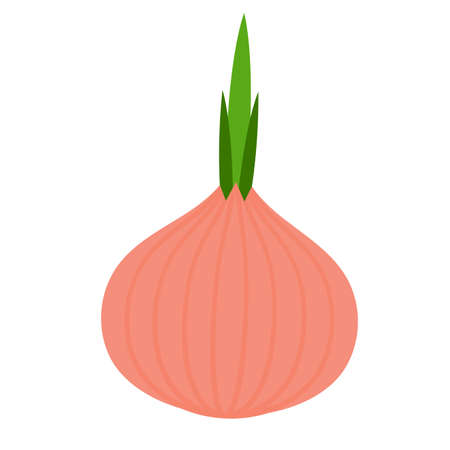 Isolated onion icon. Healthy food - Vector illustrationのイラスト素材