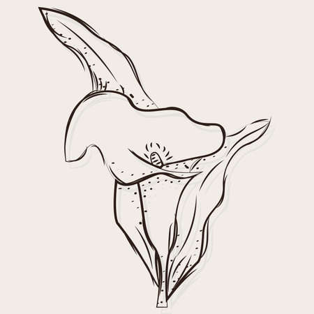Isolated sketch of a flower Vector illustrationのイラスト素材