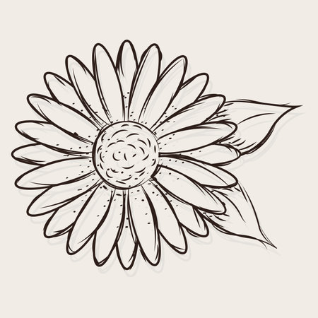 Isolated sketch of a daisy flower Vector illustrationのイラスト素材
