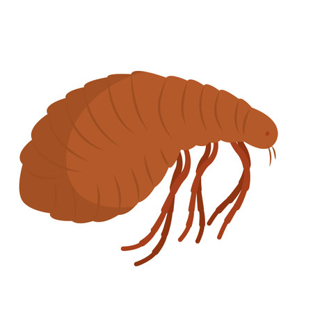 Isolated colored louse insect animal icon Vector