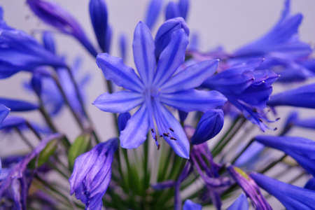 Lily Of The Nile, African Lily, springtime soonの写真素材