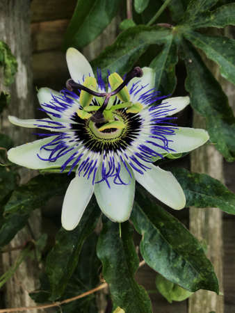 Purple passionflower, springtime soon, colorfulの写真素材