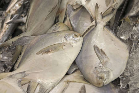Fish for sale at the local market.の写真素材