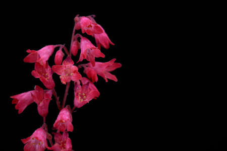 Coral Bell Flowers Isolated on Blackの写真素材