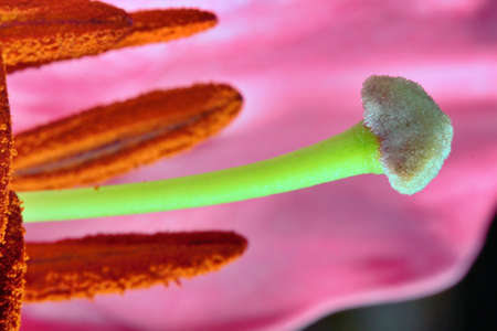 A pink lily stigma and anthers closeup - stock photo.jpgの写真素材
