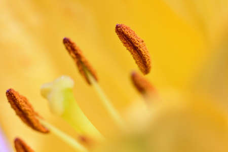 Pollen on a Anther in macro photography this photo is of a beautiful yellow lily in full bloom.の写真素材