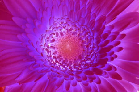 Purple coloured gerbera flower centreの写真素材