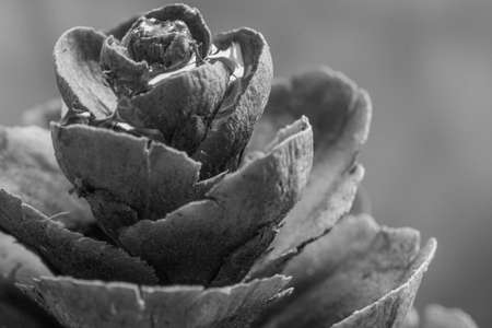 black and white image of a pine cone holding water dropletsの写真素材