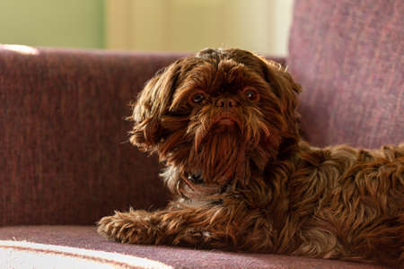 My best friend Ruby a little shih tzu dog and a very much loved petの写真素材