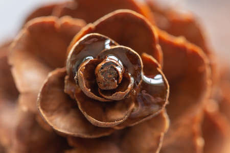 top of pine cone with water dropletsの写真素材