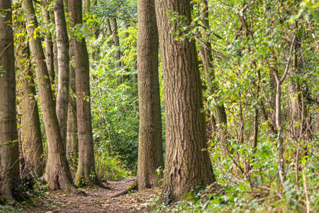 a walk down the forest path on a sunny afternoonの写真素材