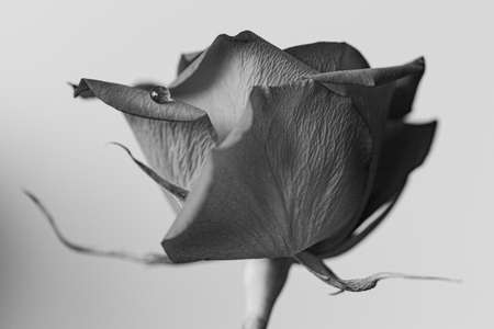 A black and white  rose with a single drop of waterの写真素材
