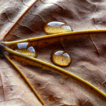 three droplets of water on the underside brown leafの写真素材
