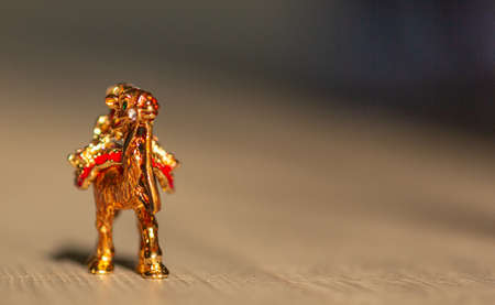 beautiful golden camelの写真素材