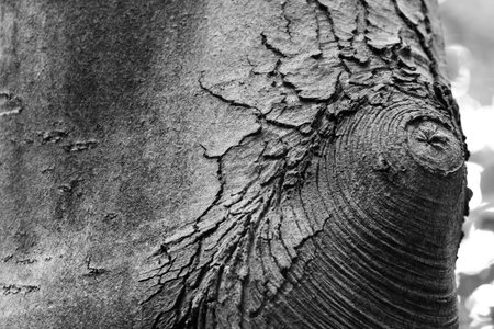 black and white image of tree trunk textureの写真素材
