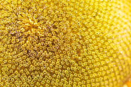 a centre closeup of a sunflower plant in the morning sunshineの写真素材