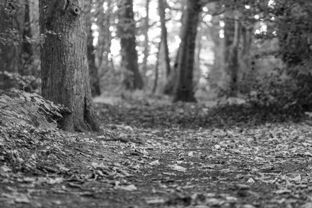 black and white image of autumn woodland walk