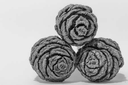 black and white image of 3 giant redwood seed conesの写真素材