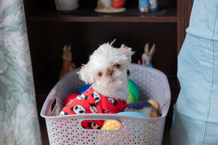 honey in the toy basket wanting  cuddliesの写真素材