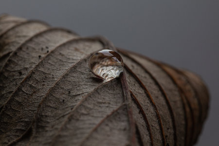water droplet on the underside of a leafの写真素材