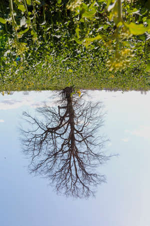 A bit fun photo, A Oak Tree growing upside downの写真素材