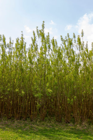 Coppice trees growing in the sunshine